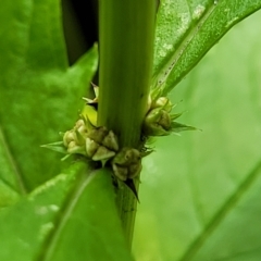 Lycopus australis (Native Gipsywort, Australian Gipsywort) at Woodforde, SA - 18 Apr 2023 by trevorpreston