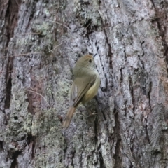 Acanthiza pusilla (Brown Thornbill) at Fitzroy Falls, NSW - 14 Jun 2021 by JimL