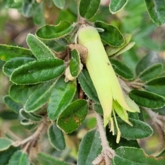 Correa glabra (Rock Correa) at Woodforde, SA - 18 Apr 2023 by trevorpreston