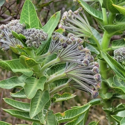 Gomphocarpus cancellatus (Wild Cotton) at Woodforde, SA - 18 Apr 2023 by trevorpreston