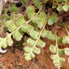 Asplenium subglandulosum (Blanket Fern) at Woodforde, SA - 18 Apr 2023 by trevorpreston