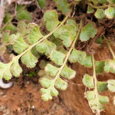 Pleurosorus rutifolius (Blanket Fern) at Woodforde, SA - 18 Apr 2023 by trevorpreston