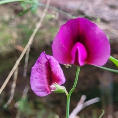 Lathyrus latifolius (Perennial Pea) at Woodforde, SA - 18 Apr 2023 by trevorpreston