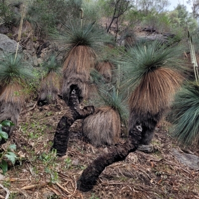 Xanthorrhoea quadrangulata (Yacka) at Woodforde, SA - 18 Apr 2023 by trevorpreston