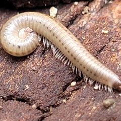 Unverified Millipede (Diplopoda) at Woodforde, SA - 18 Apr 2023 by trevorpreston