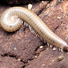 Unidentified Millipede (Diplopoda) at Woodforde, SA - 18 Apr 2023 by trevorpreston