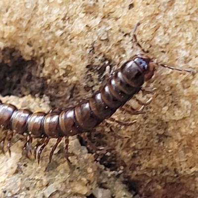 Unverified Millipede (Diplopoda) at Woodforde, SA - 18 Apr 2023 by trevorpreston