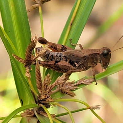Phaulacridium vittatum (Wingless Grasshopper) at Woodforde, SA - 18 Apr 2023 by trevorpreston