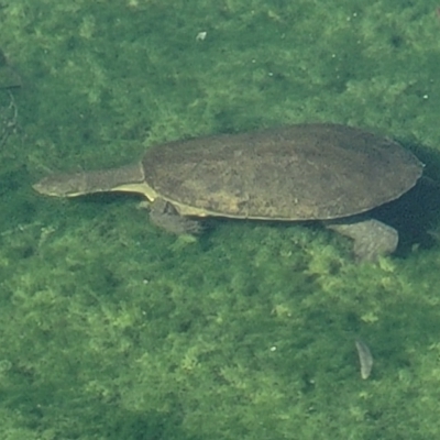 Chelodina longicollis (Eastern Long-necked Turtle) at Nuriootpa, SA - 17 Apr 2023 by trevorpreston