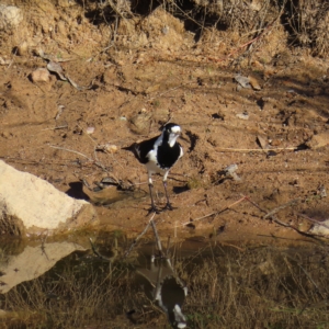 Grallina cyanoleuca at Fisher, ACT - 17 Apr 2023 03:07 PM