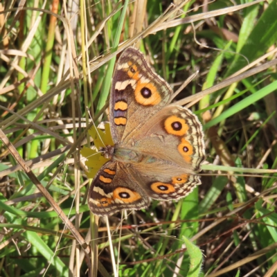 Junonia villida (Meadow Argus) at Fisher, ACT - 17 Apr 2023 by MatthewFrawley