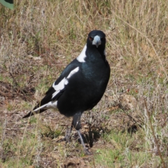 Gymnorhina tibicen (Australian Magpie) at Fisher, ACT - 17 Apr 2023 by MatthewFrawley