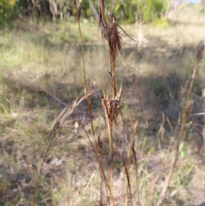 Cymbopogon refractus (Barbed-wire Grass) at Fisher, ACT - 17 Apr 2023 by MatthewFrawley