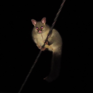 Trichosurus vulpecula at Kambah, ACT - 18 Apr 2023 11:29 PM