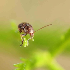 Chrysomelidae sp. (family) (Unidentified Leaf Beetle) at O'Connor, ACT - 20 Feb 2023 by ConBoekel