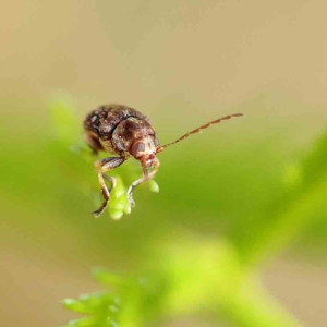 Chrysomelidae sp. (family) at O'Connor, ACT - 21 Feb 2023