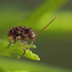 Chrysomelidae sp. (family) at O'Connor, ACT - 21 Feb 2023