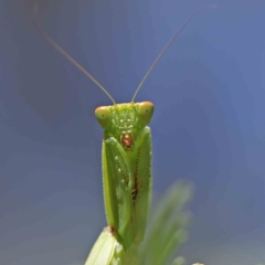 Orthodera ministralis (Green Mantid) at O'Connor, ACT - 21 Feb 2023 by ConBoekel