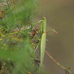 Orthodera ministralis at O'Connor, ACT - 21 Feb 2023