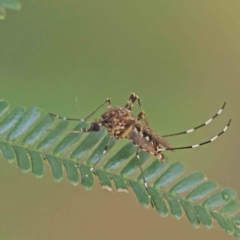 Culicidae (family) (A mosquito) at O'Connor, ACT - 20 Feb 2023 by ConBoekel