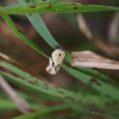 Merophyas therina (a Tortrix Moth) at O'Connor, ACT - 21 Feb 2023 by ConBoekel