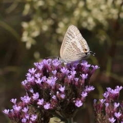 Lampides boeticus (Long-tailed Pea-blue) at O'Connor, ACT - 14 Feb 2023 by ConBoekel