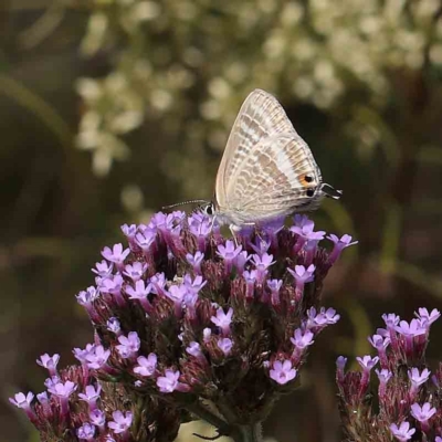 Lampides boeticus (Long-tailed Pea-blue) at O'Connor, ACT - 14 Feb 2023 by ConBoekel