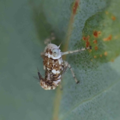 Brunotartessus fulvus (Yellow-headed Leafhopper) at O'Connor, ACT - 21 Feb 2023 by ConBoekel