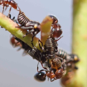 Eurymeloides sp. (genus) at O'Connor, ACT - 21 Feb 2023