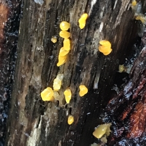 Dacrymyces sp. at Cape Pillar, TAS - 10 Apr 2023 03:35 PM