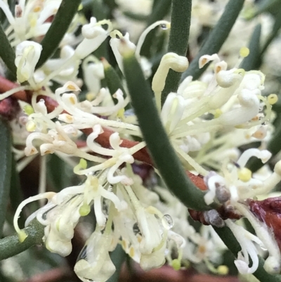 Hakea sp. at Tasman National Park - 10 Apr 2023 by MattFox