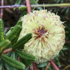 Banksia marginata (Silver Banksia) at Cape Pillar, TAS - 10 Apr 2023 by MattFox