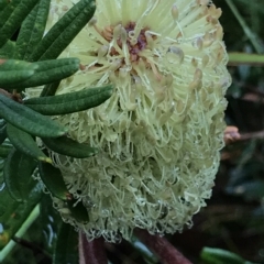 Banksia marginata at Cape Pillar, TAS - 10 Apr 2023 03:33 PM