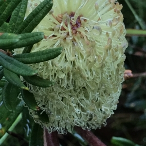 Banksia marginata at Cape Pillar, TAS - 10 Apr 2023 03:33 PM