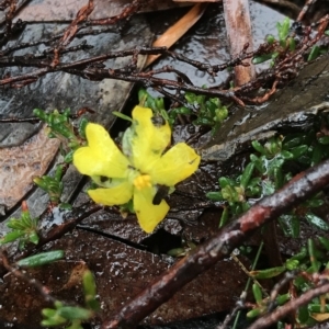Hibbertia riparia at Cape Pillar, TAS - 10 Apr 2023 03:31 PM