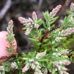 Unidentified Other Shrub at Tasman National Park - 10 Apr 2023 by MattFox