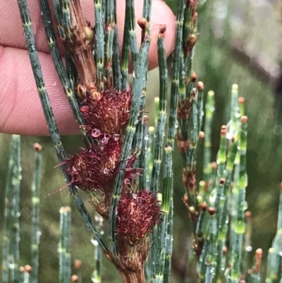 Casuarina/Allocasuarina sp. at Cape Pillar, TAS - 10 Apr 2023 by MattFox