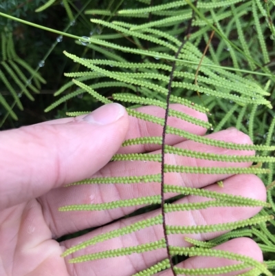 Gleichenia dicarpa (Wiry Coral Fern) at Cape Pillar, TAS - 10 Apr 2023 by MattFox