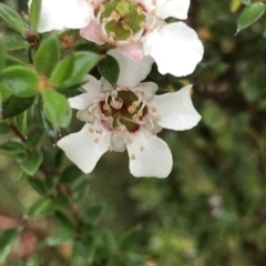 Leptospermum sp. at Tasman National Park - 10 Apr 2023 by MattFox