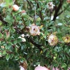 Leptospermum scoparium at Tasman National Park - 10 Apr 2023 03:28 PM