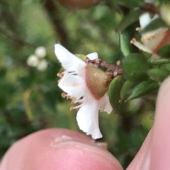 Leptospermum scoparium at Tasman National Park - 10 Apr 2023 03:28 PM