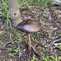 Oudemansiella gigaspora group (Rooting Shank) at Cook, ACT - 19 Apr 2023 by Tammy