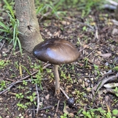 Oudemansiella gigaspora group (Rooting Shank) at Cook, ACT - 19 Apr 2023 by Tammy