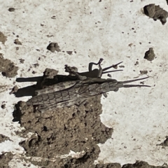 Coryphistes ruricola (Bark-mimicking Grasshopper) at Greenleigh, NSW - 18 Apr 2023 by Hejor1