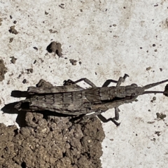 Coryphistes ruricola at Greenleigh, NSW - 18 Apr 2023 12:47 PM