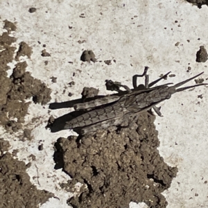 Coryphistes ruricola at Greenleigh, NSW - 18 Apr 2023