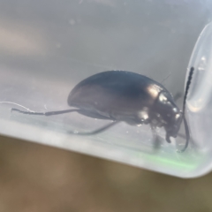 Chalcopteroides cupripennis at Oaks Estate, ACT - 18 Apr 2023