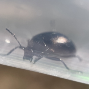 Chalcopteroides cupripennis at Oaks Estate, ACT - 18 Apr 2023