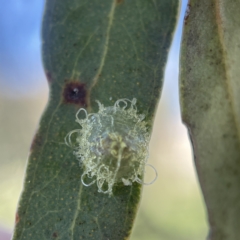 Glycaspis sp. (genus) (Unidentified sugary lerp) at Oaks Estate, ACT - 18 Apr 2023 by Hejor1