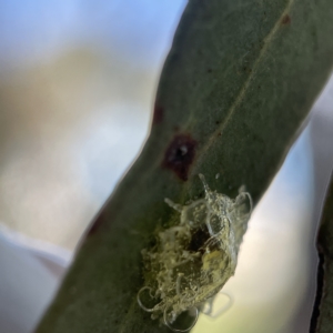 Glycaspis sp. (genus) at Oaks Estate, ACT - 18 Apr 2023